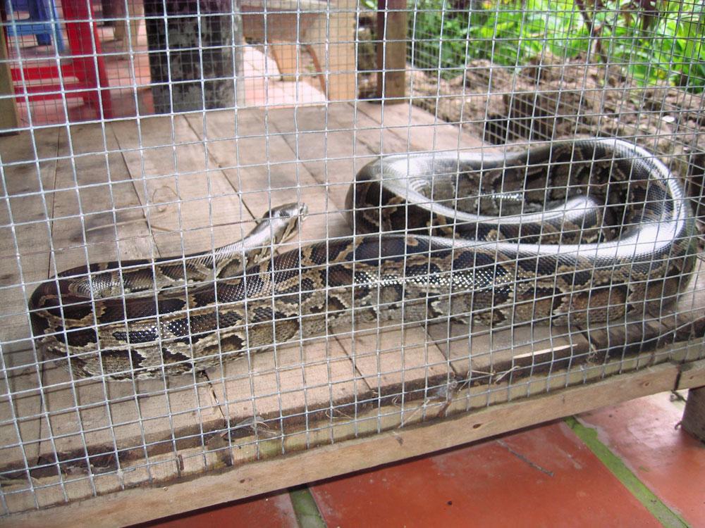 Serpent en cage