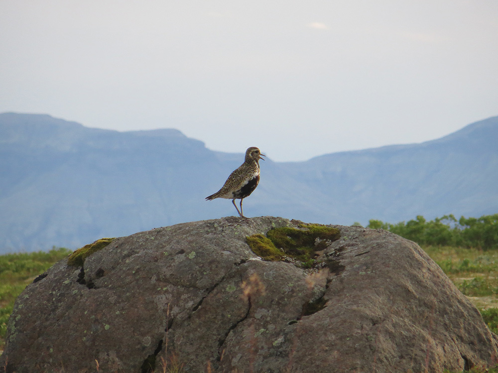 Iceland bird