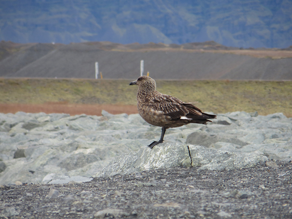 Oiseau Islande
