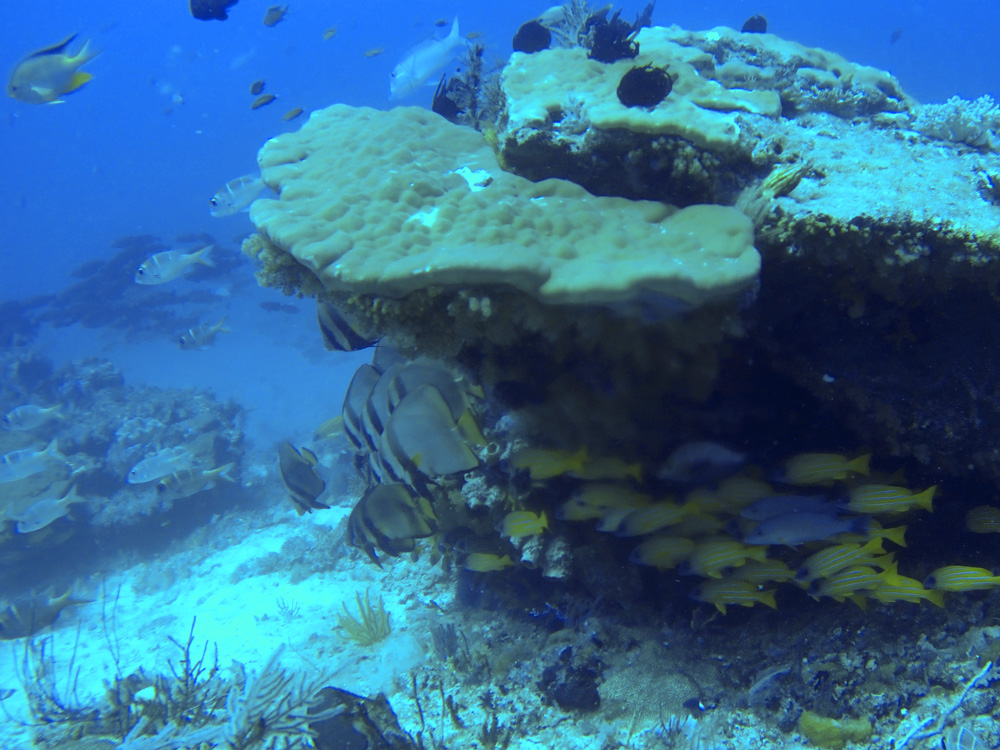 Plongée sous-marine Kri